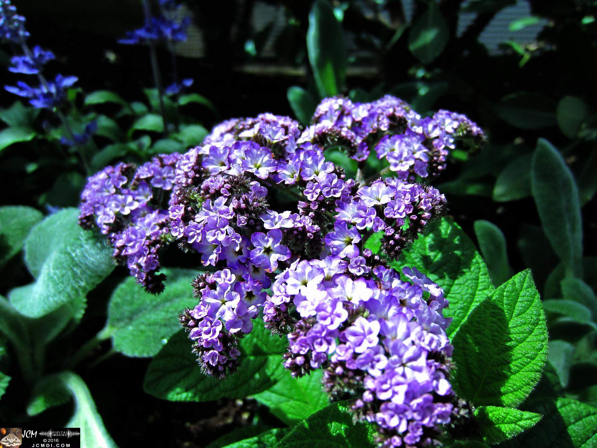 Como Zoo conservatory, MN flowers close up